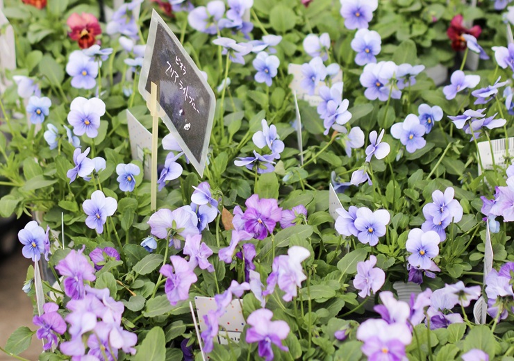 お花好きさん必見！ときめきがとまらないお花屋さん「豆風花plus bloom」