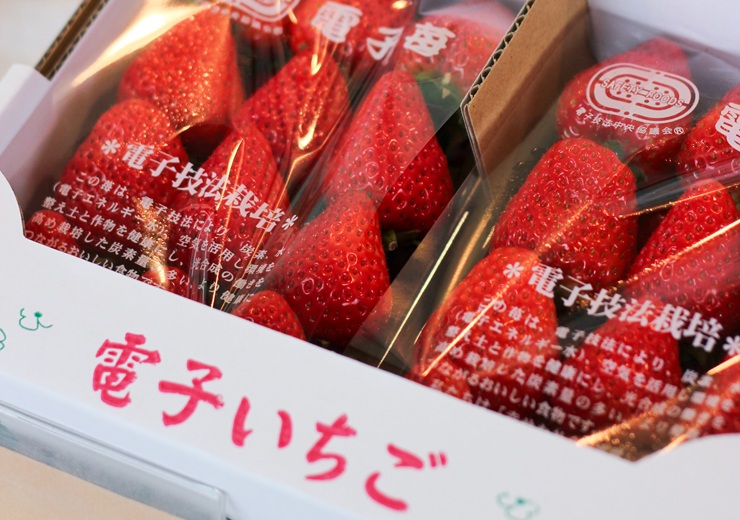 電子技法栽培でつくられた電子いちご「ゆめのか」が30分間食べ放題のいちご狩り！「パピヨンファーム」